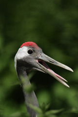 Mandschurenkranich (Grus japonensis) mit geöffnetem Schnabel