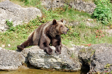 Brown bear 15