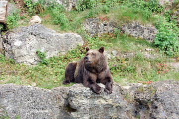 Brown bear 13
