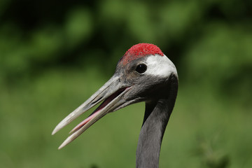 Portrait eines Mandschurenkranichs (Grus japonensis)