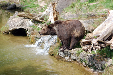 Brown bear and waterfall 4