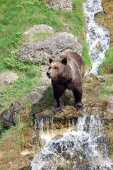 Obraz na płótnie Canvas Brown bear and waterfall 7