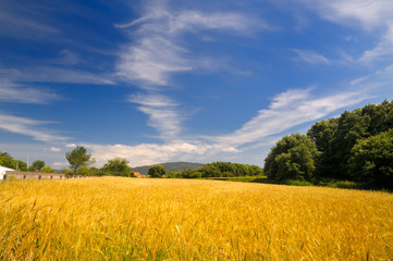 Campo en verano - Galicia (Spain)