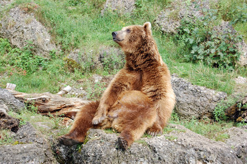 Brown bear sitting funny 4