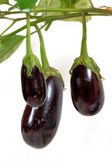 Auberginen am Zweig,freigestellt
