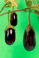 Auberginen am Zweig,freigestellt