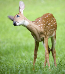 fawns head moving