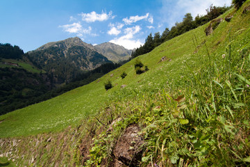 Naklejka premium Alpenwiese in Südtirol