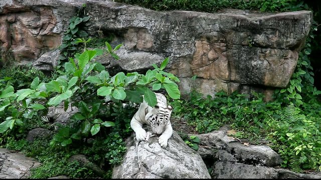 White tiger feeding