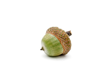 Acorn.