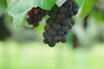 葡萄の房