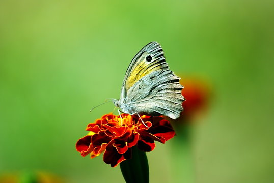 butterfly