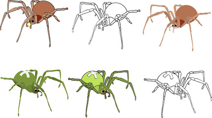 vector - set color and contour spiders