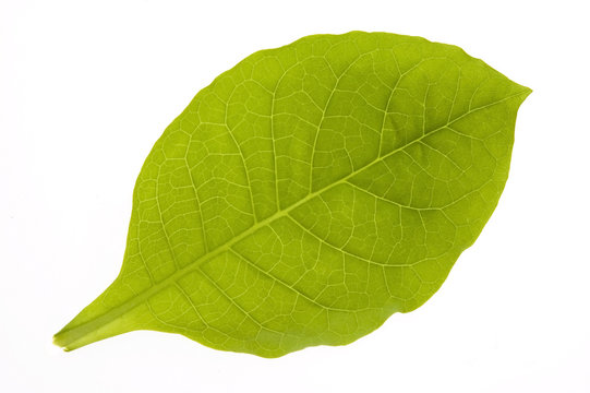 green tobacco leaf isolated on the white background