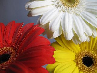 Three Gerberas