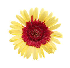 gerbera isolated.