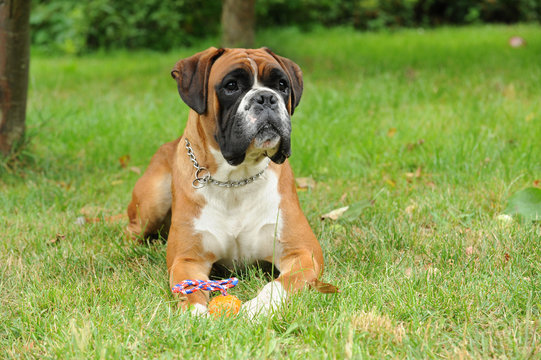 Boxer 258