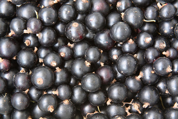 Black currants