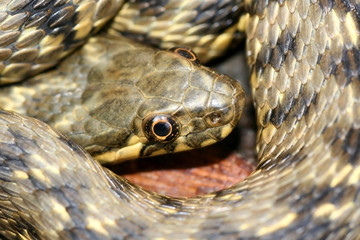 Cabeza de serpiente
