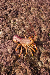 Crayfish 04