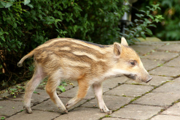schwein