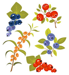 berries set
