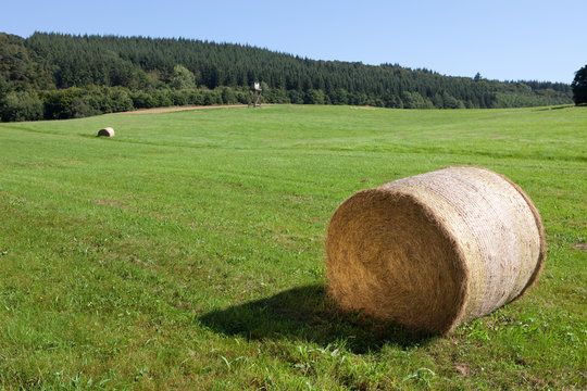 hay bale on a green meadow