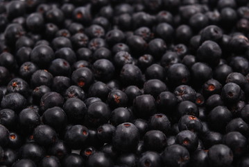 Aronia