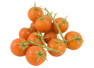 bunch of tomatoes on the vine isolated on white background