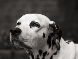 alter dalmatiner hund