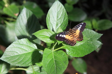 papillon parthenos sylvia