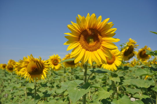champs de tournesols