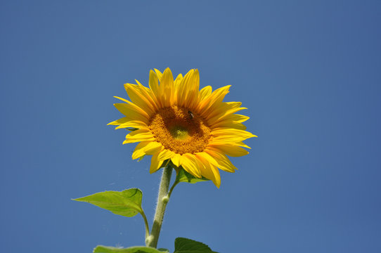 fleur de tournesol