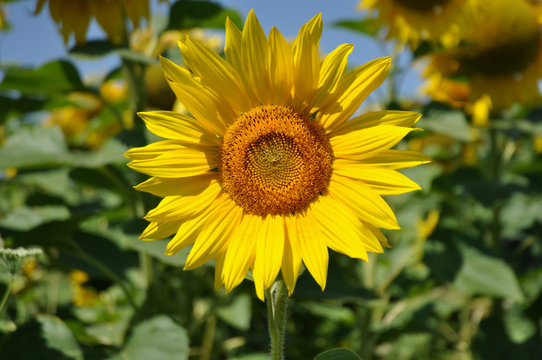 fleur de tournesol
