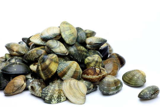 short-necked clam