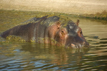 HIPPOPOTAME