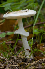Amanite citrine, forme blanche. (Amanita citrina, f. alba)