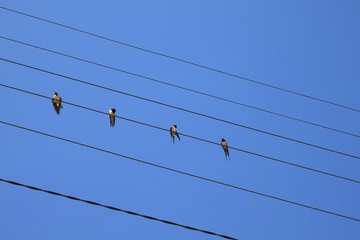 Swallows - Good luck symbol