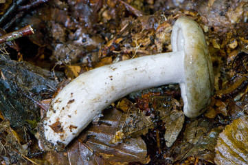 Lactaire coulant (Lactarius fluens)