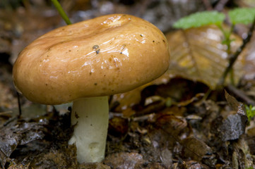 Russula sp.