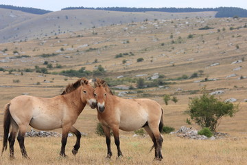 Naklejka premium petit chevaux sauvages de przewalski