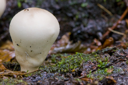 vesse-de-loup en forme de poire (lycoperdon piriforme / Morganel