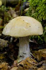 Cortinarius amoenolens