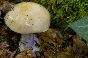 Cortinarius amoenolens