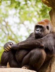 Fototapeta premium big male gorilla