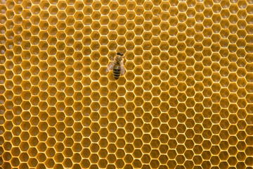 Honeycomb with bee