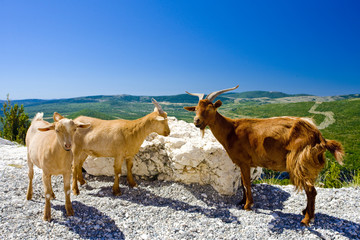 goats at Verdon Gorge, Provence, France