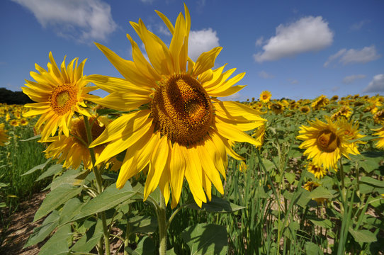 champs de tournesols