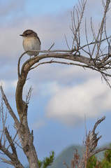 Oiseau