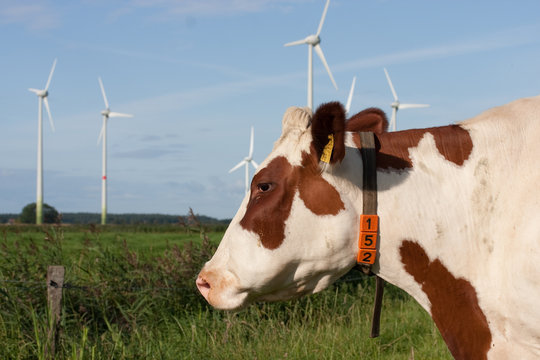 Windr&auml;der mit Kuh